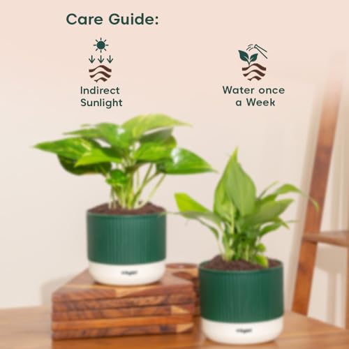 Image of Kyari Combo of 2 Indoor Plants - Money Variegated, Peace Lily with Green Self Watering Pot 4 Inch - Live Plants for Home Decor, Living Room, Office Desk - Air Purifying Vastu Plant Set
