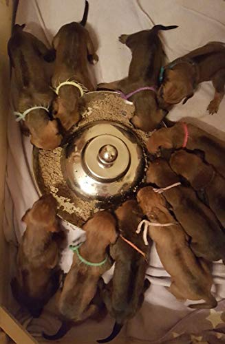 SunnyDogs Welpennapf | runder Welpen Fressnapf | Welpen Futternapf für Hundekinder aus rostfreiem Edelstahl | Welpenring Ø 39 cm mit Knauf