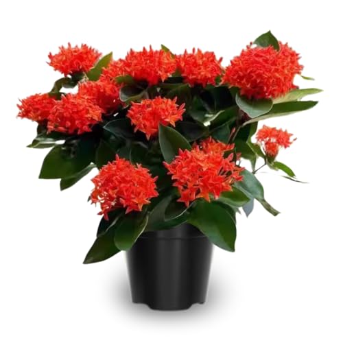 2 Dwaft Ixora Plants Live, Flowers Plants, Live Ixora Plant from 4 Inc Tall Well Rooted (Red)