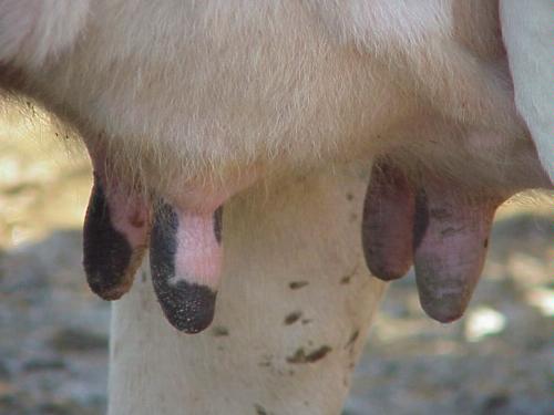 Udder ecstasy!!!!