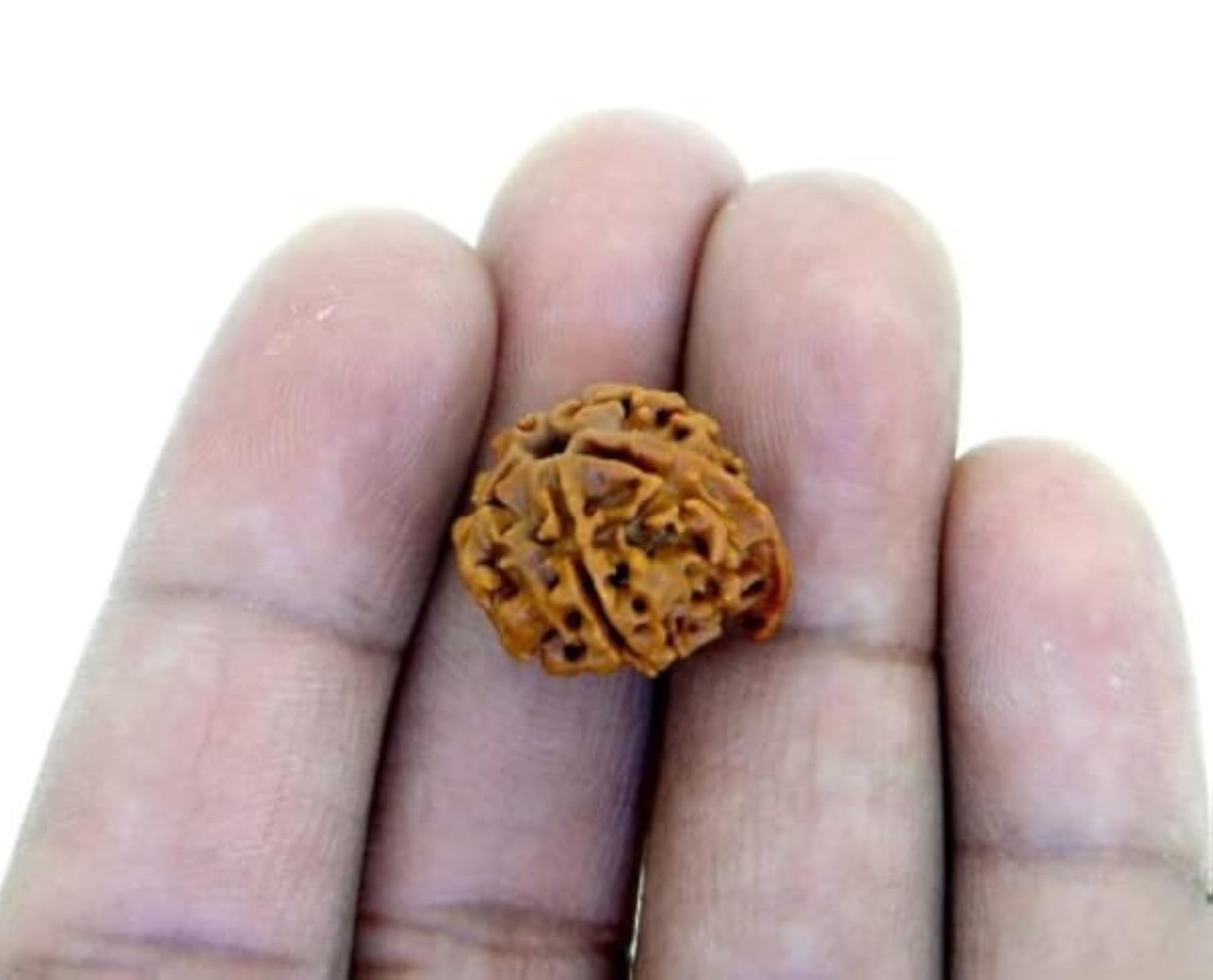 Panchmukhi Ganesh Rudraksha, Original Lab Certified