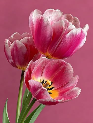 G  yCgoCio[ A io[yCg, DIY G fW^G Lbg SҌ ȒP Paint by Numbers uVƃANG̋ h DIYG ItBX CeA rO, ւ̃Mtg 90x1