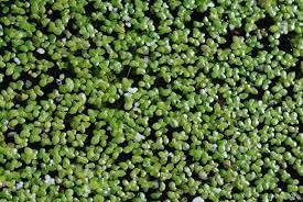 Aquarium live floating plants duckweed (100 seeds) (B0CPPJFD3X) Amazon Price History, Amazon Price Tracker