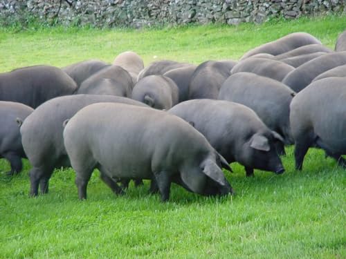 Corsevilla - Salchichon Iberico Bellota - Gourmet - Iberico - Iberico de Bellota - Iberico-Wurst - Glutenfrei - Laktosefrei - (ca. 500 Gramm)