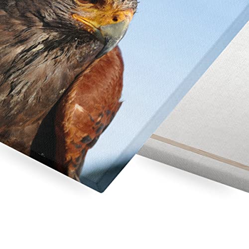 Affiche buse de Harris pour salon nature et bureau de caractère