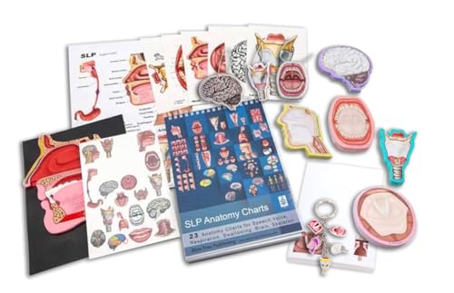 Speech Language Pathology 20 Piece Gift and Education Box Set. Brain, Head, Larynx, Swallowing Assor