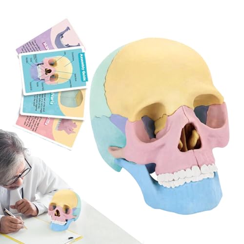 Modèle d'anatomie du crâne humain coloré et amovible pour l'apprentissage