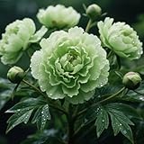 Strauch-pfingstrosen, Winterharte mehrjährige Pfingstrose, Pfingstrose Rhizom, Blühende Rhizome, Ideale Gartenarbeit, Seltene Pfingstrose-1 Rhizom-B