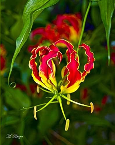 Gloriosa Climbing Lilies Flower bulbs, Flame lily, fire lily, gloriosa lily, glory lily (pack of 6 Flower bulbs)