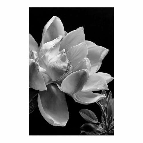 Affiche monochrome magnolia pour apaiser la chambre