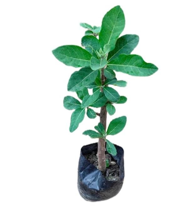 🅼🆅🅺🆁 Live Gurmar Plant I Rare Gudmar-Madhunasini Medicinal Sugar Control Plant I