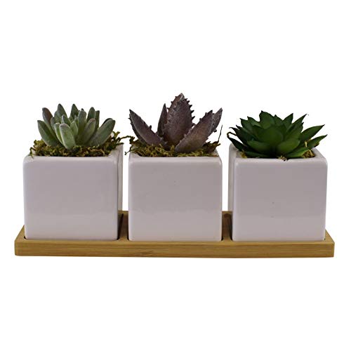 Potted Succulents on Tray (Set of 3)