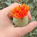 semi di cartamo, balcone giardino cartamo selvatici balcone da roccioso da giardino resistenti, decorazione 200pcs