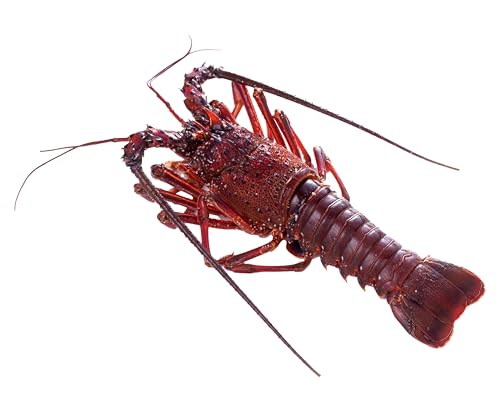 [先行予約][生冷凍]宮崎県串間産 天然伊勢エビ(約800g・2匹) [合同会社Houryoumaru]HRISR-80