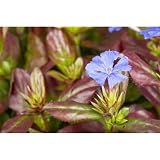 Ceratostigma plumbaginoides - Chinesische Scheinbleiwurz - 9cm Topf