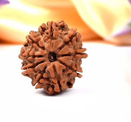 Alaska Gems Gallery Nine 9 Mukhi Rudraksha Original Certified Navmukhi ...
