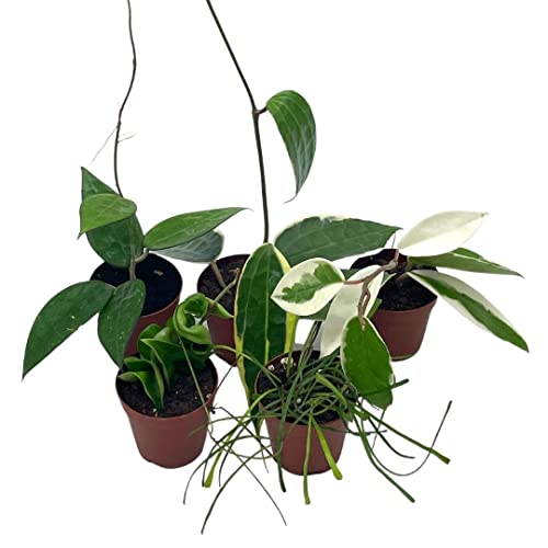 Hoya Variety Assortment Plant Set, Premium Set, Variegated Wayetii, Curtisii, Macrophylla, Linearis And More In 2 Inch Pots #TOP6