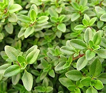 400 Zitronenthymian Krutergarten Pflanzengemsesamen Thymus Citriodorus  Mckenschutz Kriechend Kulinarisch, einfach zu zchten : Amazon.de: Garten