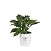Tiny Tuff Stuff (Mountain Hydrangea) Live Shrub, Blue and Pink Flowers, 4.5 in. Quart