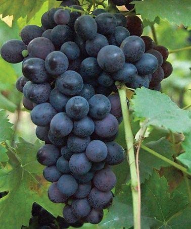 BLOOM & GROW Hybrid Fruit Live Plant - Rare Exotic Grape Vitis Vinifera" Black Seedless" Plant (B0BRXSYGFK) Amazon Price History, Amazon Price Tracker