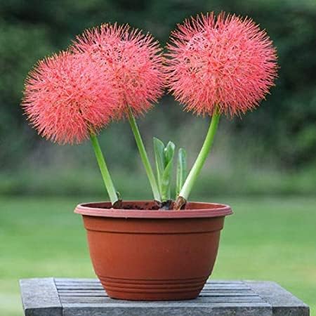 Bigreen Football Lily Flowering Bulbs (Red) | Fragrant Flowers for Home Gardening | Indoor Home Decor | Flowering Bulbs | Fresh Flowers Pot-image-10