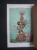 paradiesfische und fadenfische  Grossflosser (Paradiesfisch). Chromolithografie, ca. 1890. Einzelblatt - 24 x 15,5 cm; Bildgrösse 20,5 x 13 cm.