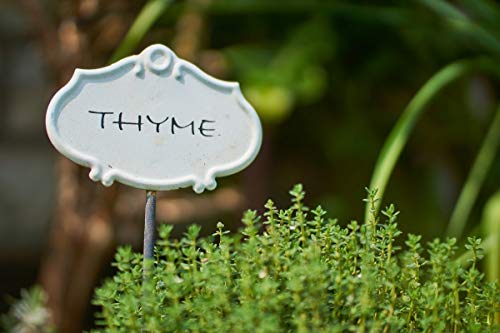 Gaea's Blessing Seeds - Thyme Seeds - Non-Gmo - With Easy To Follow Planting Instructions - Herb Thymus Vulgaris 350Mg 90% Germination #TOP5