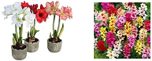 Image of Kraft Seeds Gate Garden Amaryllis Lily Flower Bulbs (Multicolour, Pack of 11) & Ixia Flower Bulb Mix (Pack of 6)