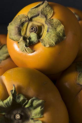 Pianta di Cachi Mela o Kaki Mela Albero di Cachi o Kaki varietà Mela età 2 anni pianta vera di Cachi o Kaki venduta da eGarden.store