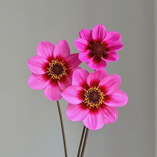 12 piezas comprar tubérculos de dalia - bulbos de dalia - plantas en macetas balcón cama Dalia bulbo de dalia flores aptas para las abejas, macizo de flores plantas trepadoras plantas