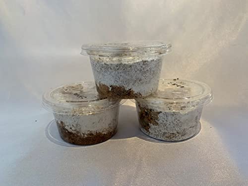 Amazon | 【DDA】良血！スマトラオオヒラタ幼虫3匹セット 菌糸  