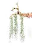 3 Pack Thick Colombian Spanish Moss Live Strands with Wire Hook - Tillandsia Usneiodes - Live Tillandsia Succulent House Plants - Home and Garden Decor - Easy Care Indoor and Outdoor Plants