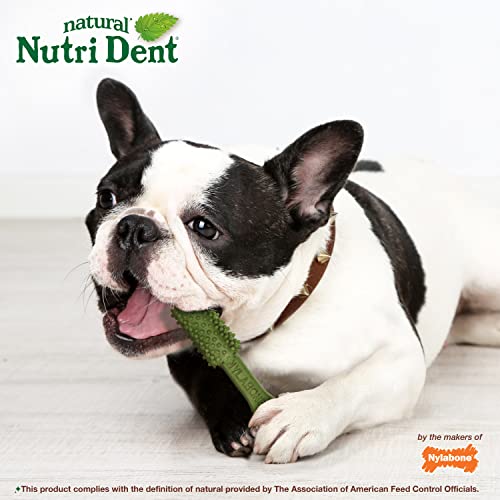 Image of Nylabone Nutri Dent Dog Dental Treats - Natural Dog Teeth Cleaning & Breath Freshener - Dental Treats for Dogs - Fresh Breath Flavor, Medium (40 Count)