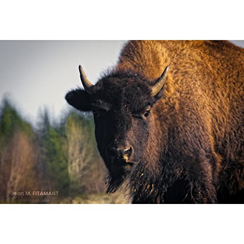 Tokina 634707 Telephoto Lens, Mirror Lens, Szx Super Tele, 15.7 Inches (400 Mm), F8 Reflex Mf, Nikon F-Mount, Reflective, Manual Focus, Interchangeable Mount, Full Size Compatible #TOP4