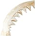 Design Toscano Shark's Jagged Jaws Statue