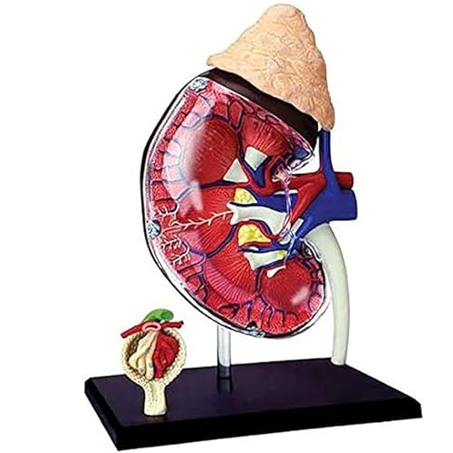 NURCIX Anatomical Models, 4D Human Kidney Anatomy Model Kit with Detachable 13 Parts Human Anatomy for Students Science Teaching Models Human Models