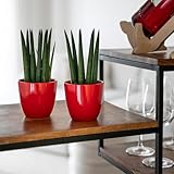 Zoom IMG-2 set di 2 vasi in Zoom IMG-2 set di 2 vasi in