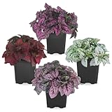 Polka Dot Plant Collection (4-Pack) - Live Houseplants, Small Indoor Plants, Hypoestes (Red, White, Rose, and Pink) - Colorful, Air-Purifying House Plants (Collection)