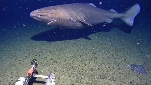 Aldrig set s&aring; langt mod syd: Haj filmet for f&oslash;rste gang i Antarktis
