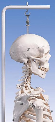 Amazon | 3B社 等身大全身骨格模型 スタン標準型骨格モデル 吊り下げ型