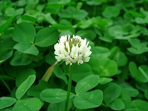 White Dutch Clover Seed 1 Lb Seeds Trifolium Repens Seeds White Clover Seed