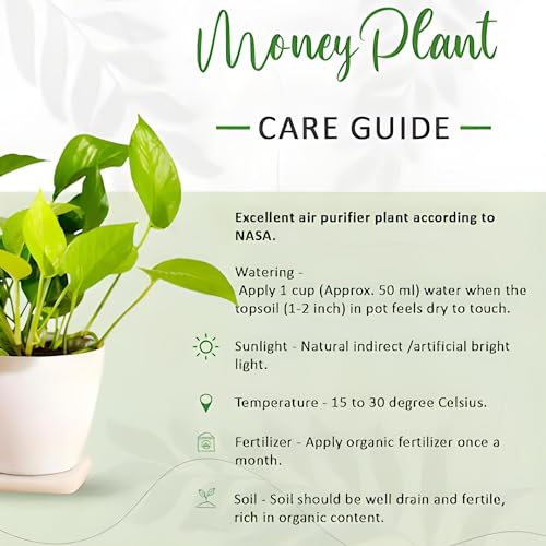 TreeGoo Marble Queen Lucky Money Plant with 4-Inch Black Pot - Easy Care, Air-Purifying Indoor Plant for Home and Office Decor