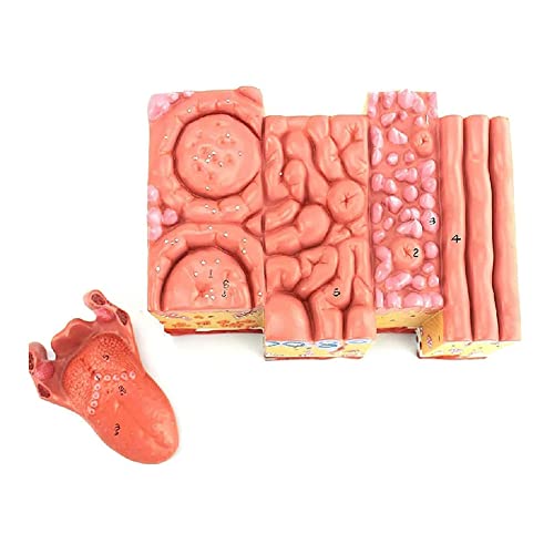 Modelo de agrandamiento del tejido de la lengua, modelo de anatomía de la lengua humana, revestimiento de lengua, papilas, papilas, papilas, gastroenterología oral, enseñanza