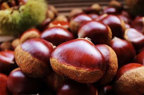 sY OgI Og I 500g(15`20)