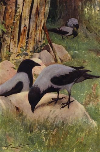 Tableaux Corbeau à capuchon Wilhelm Kuhnert 60x90cm décoration murale salon