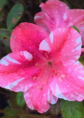 Cornejo Azalea - 3 plantas vivas - Rododendro de floración rosa y rojo