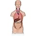 3B Scientific B22 Modelo Anatómico Humano - Mini torso, 12 Partes + Software de Anatomía - 3B Smart Anatomy