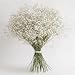GlobalRose 60 Stems of Fresh Cut Gypso Perfecta Fillers - Baby's Breath Fillers - Fresh Flowers Express Delivery (PND)