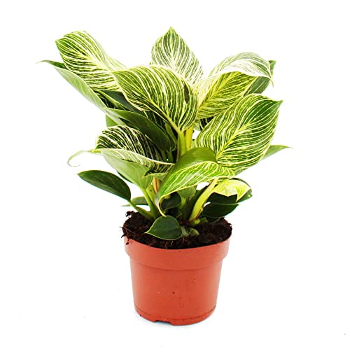 Exotenherz - Philodendron White Wave - Árbol amigo de rayas blancas - maceta de 12 cm