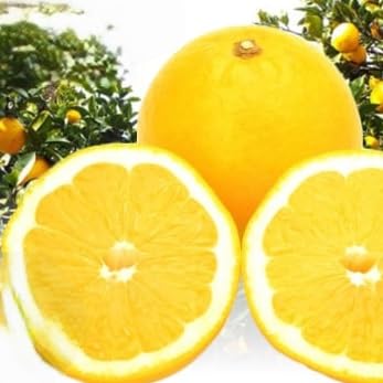 口いっぱいに広がる爽やかさ!「河内晩柑」約4kg(Mサイズ以上)(C28-11)